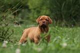 DOGUE DE BORDEAUX 236